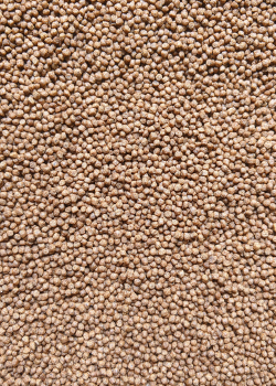 Aqua feed : recherche partenaires export