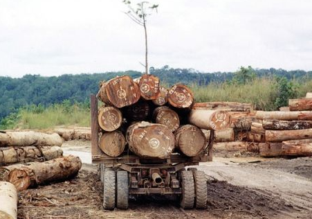 Photo 4 de l'annonce bois sous forme de grumes